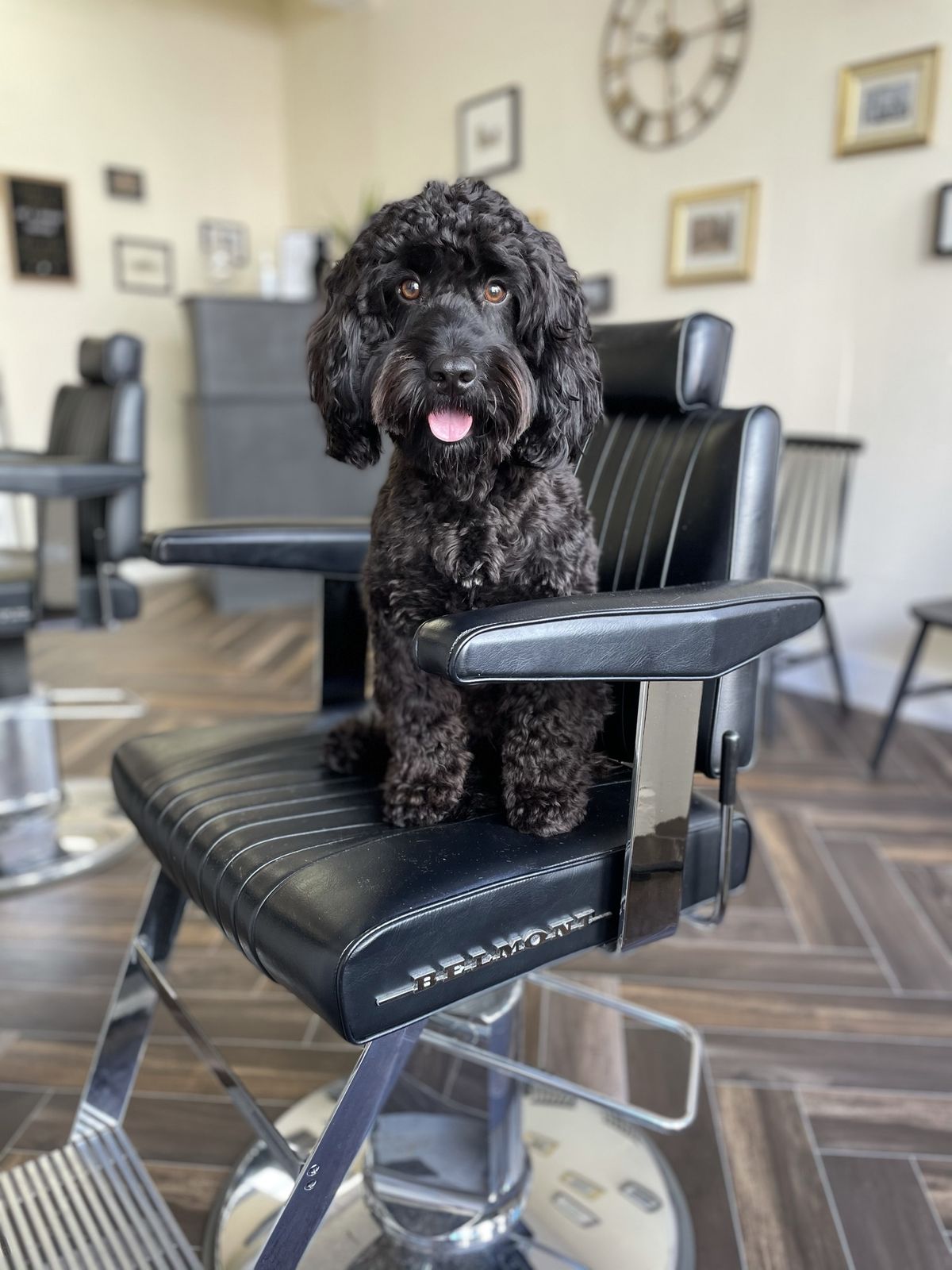 A curly black dog sitting in one of the barber chairs at Harper's